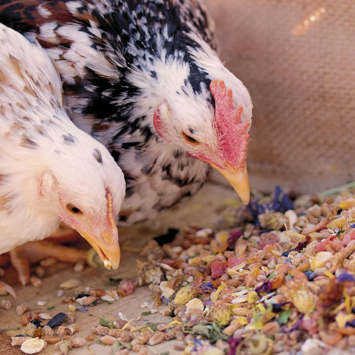 ChickenGold Hühner Premium Futter 2x10kg - ohne Gentechnik - mit Kräutern, Gemüse & Grit
