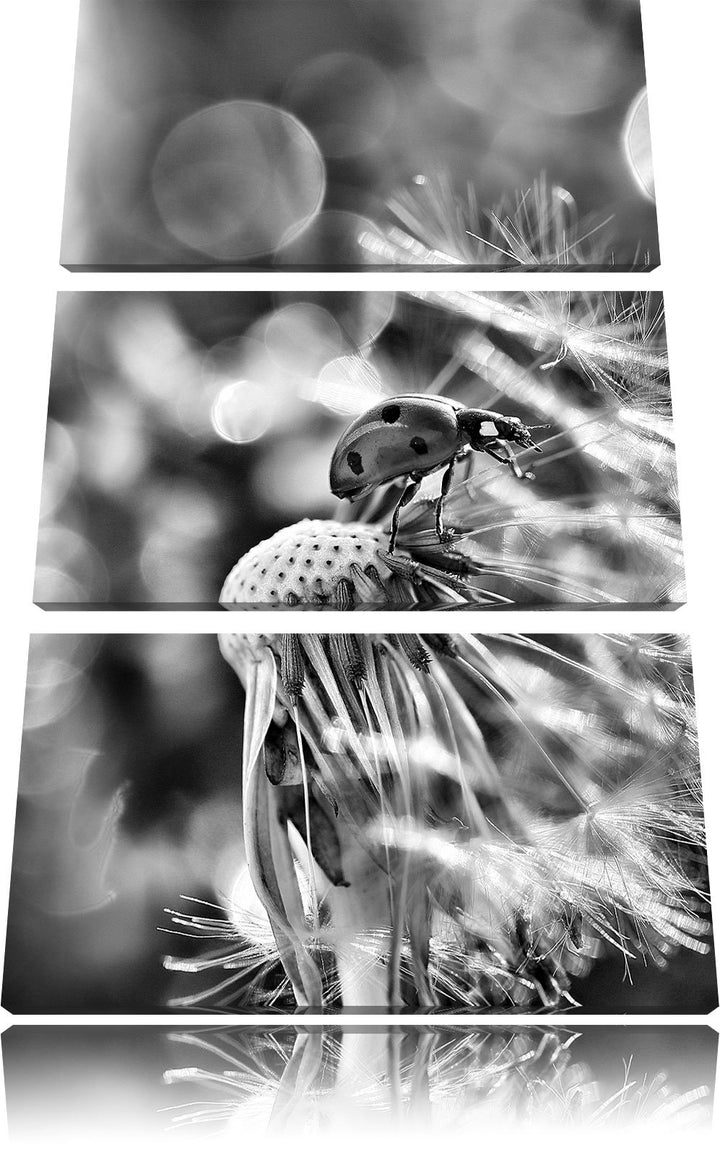 Pixxprint Monocrome, Marienkäfer auf Pusteblume als Leinwandbild 3 teilig/Grösse: 3 Teilig (120x80)