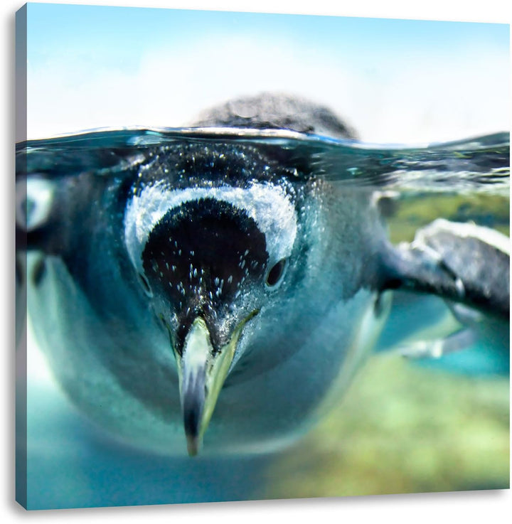 Pinguin im Wasser, Format: 70x70 auf Leinwand, XXL riesige Bilder fertig gerahmt mit Keilrahmen, Kun