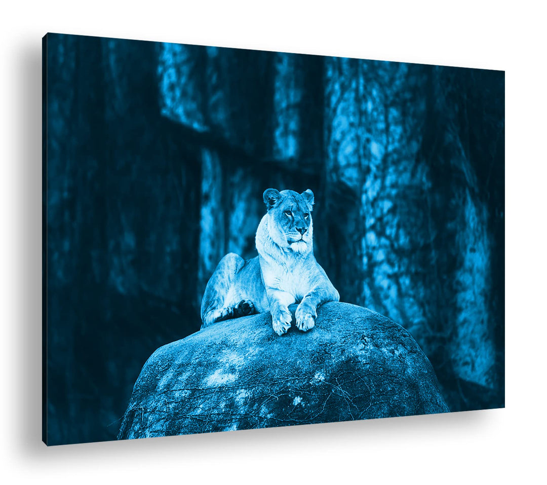 deyoli erhabene stolze Löwin Format: 80x60 Effekt: Monocrome Blau als Leinwand, Motiv fertig gerahmt