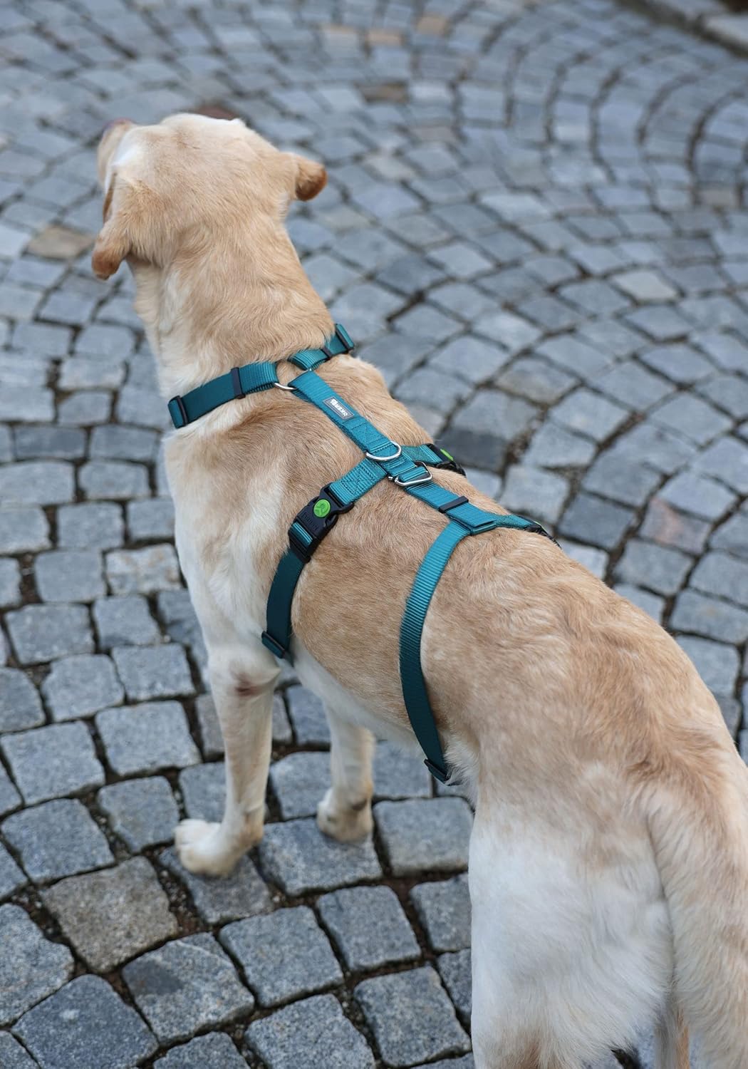 Kerbl Pet Panikgeschirr, Hundegeschirr, Petrol, Halsulmfang 48-64cm, Gurtbreite 25mm, für ängstliche