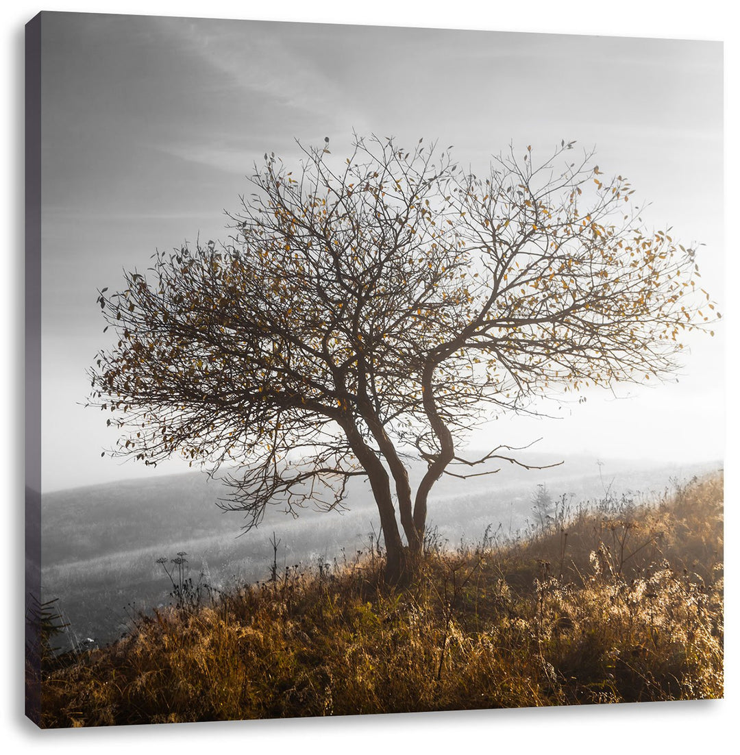 Pixxprint Einsamer Baum auf Berg als Leinwandbild/Grösse: 70x70 cm/Wandbild/Kunstdruck/fertig bespan