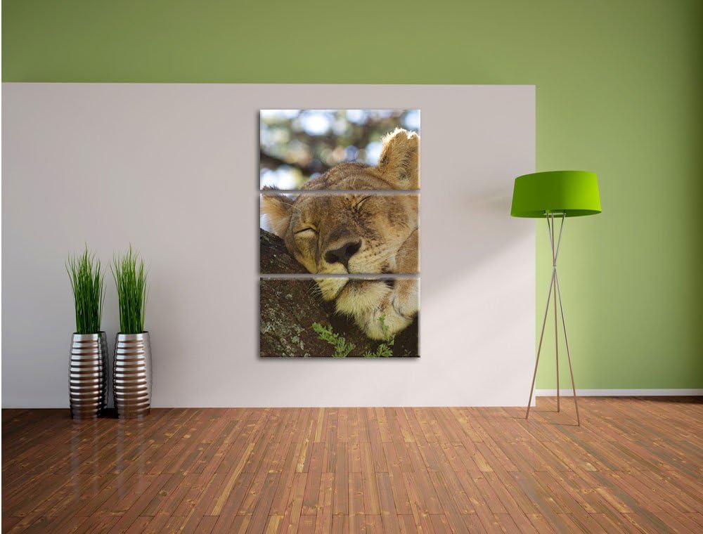 Pixxprint müde Löwin ruht auf Baum 3-Teiler Leinwandbild 120x80 Bild auf Leinwand