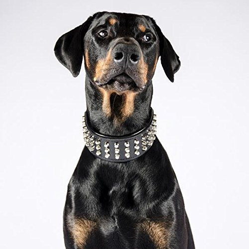 Bestia™ "Stud Echtleder Hundehalsband mit Stumpfnieten für grosse Hunde. Weich gepolstert. 6,3 cm br
