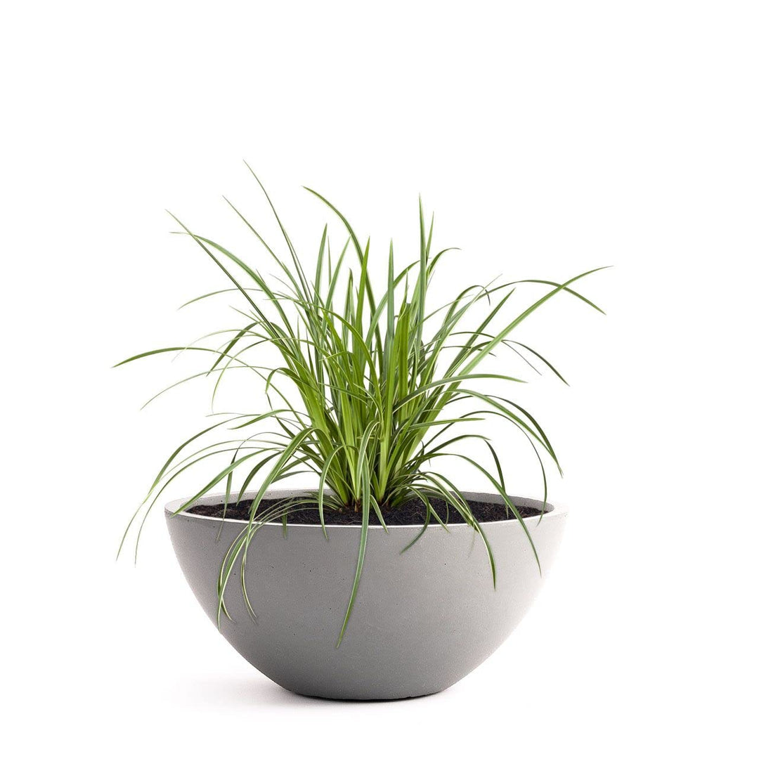 Pflanzwerk® Pflanzkübel Pflanzschale Bowl Ø 36cm Grau *Frostbeständige Blumenschale* *Premiumqualitä