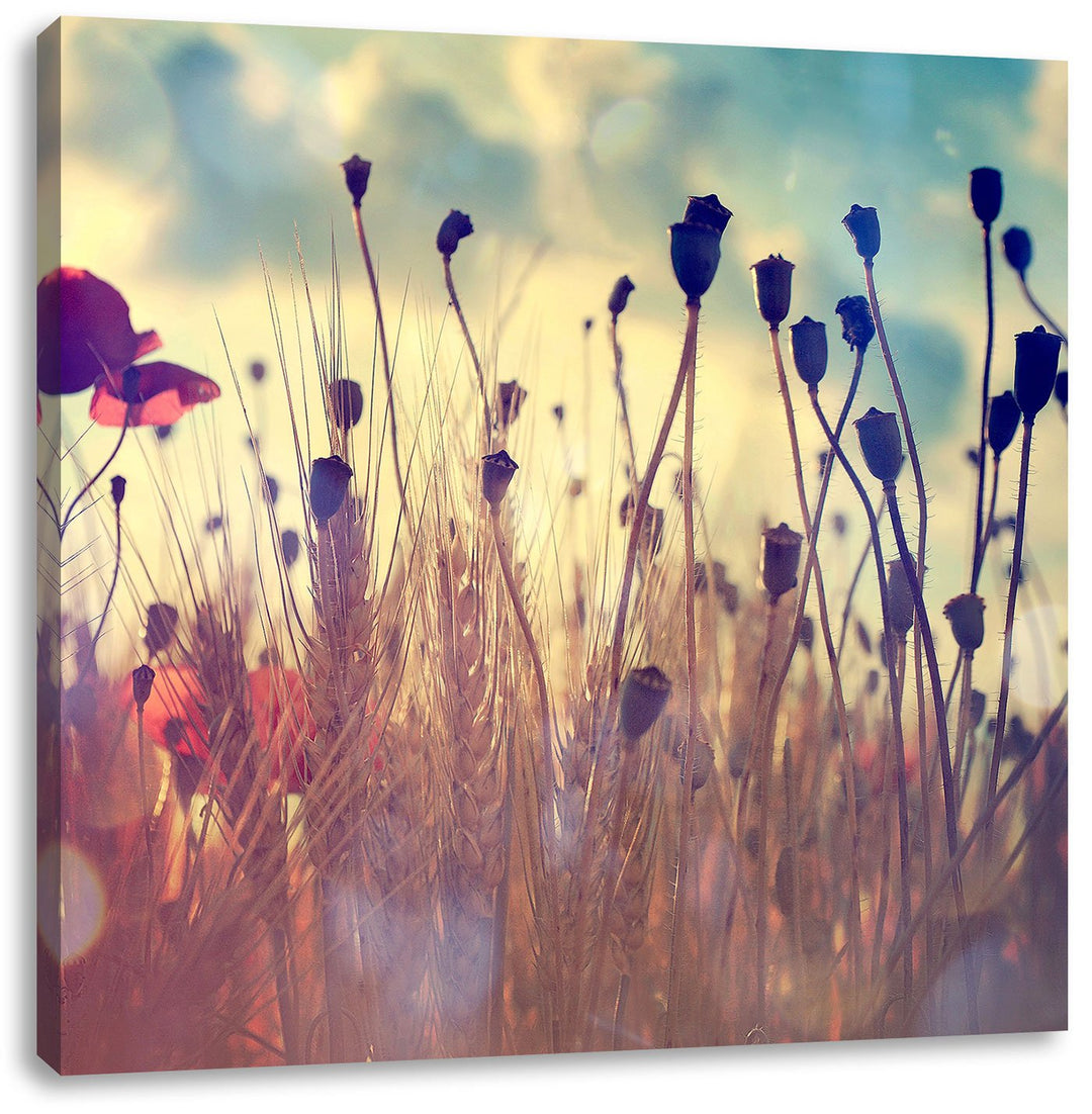 Mohn im Weizenfeld, Format: 70x70 auf Leinwand, XXL riesige Bilder fertig gerahmt mit Keilrahmen, Ku