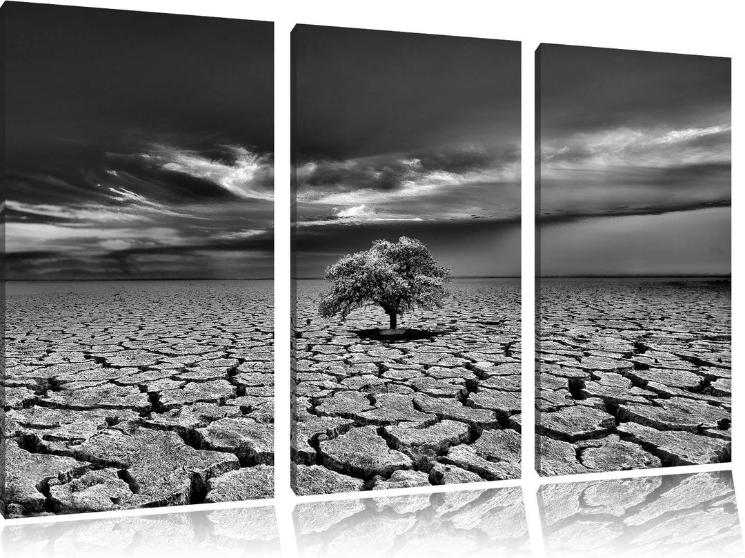 Pixxprint Monocrome, Der letzte Baum im ausgetrockneten Boden 3-Teiler Leinwandbild 120x80 Bild auf