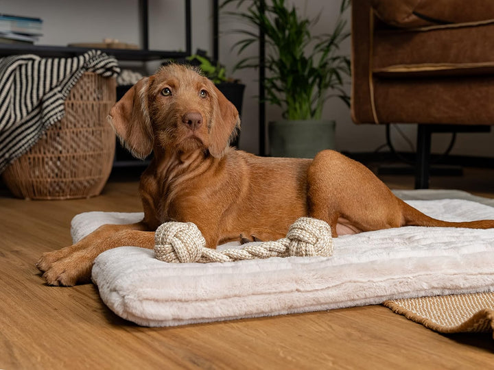 TrendPet Harmony 4cm gefütterte Hundedecke, Katzendecke, Liegedecke für Hunde und Katzen (Creme, 75x