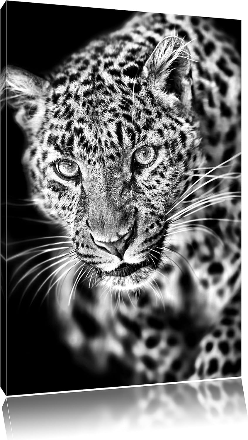 Pixxprint Anmutiger Leopard als Leinwandbild/Grösse: 100x70 / Wandbild/Kunstdruck/fertig bespannt, 1