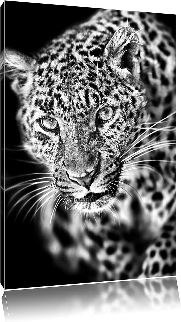 Pixxprint Anmutiger Leopard als Leinwandbild/Grösse: 100x70 / Wandbild/Kunstdruck/fertig bespannt, 1
