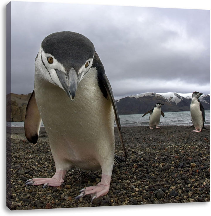 Lustige Pinguine, Format: 70x70 auf Leinwand, XXL riesige Bilder fertig gerahmt mit Keilrahmen, Kuns