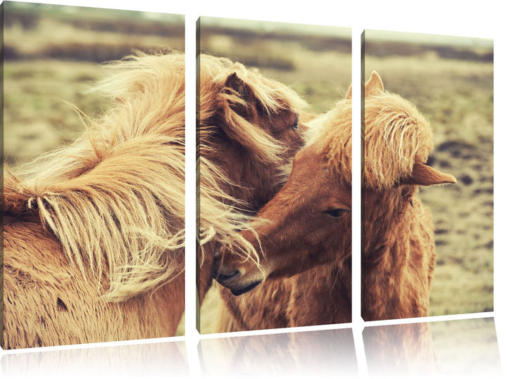 Pixxprint Islandpferde Pony als Leinwandbild | Grösse: 3 Teilig (120x80) | Wandbild| Kunstdruck | fe