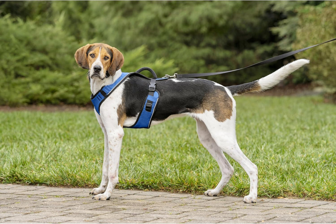 PetSafe EasySport Hundegeschirr, Komplett gepolstert mit elastischem Halsteil, Für Hunde von 29,5-36