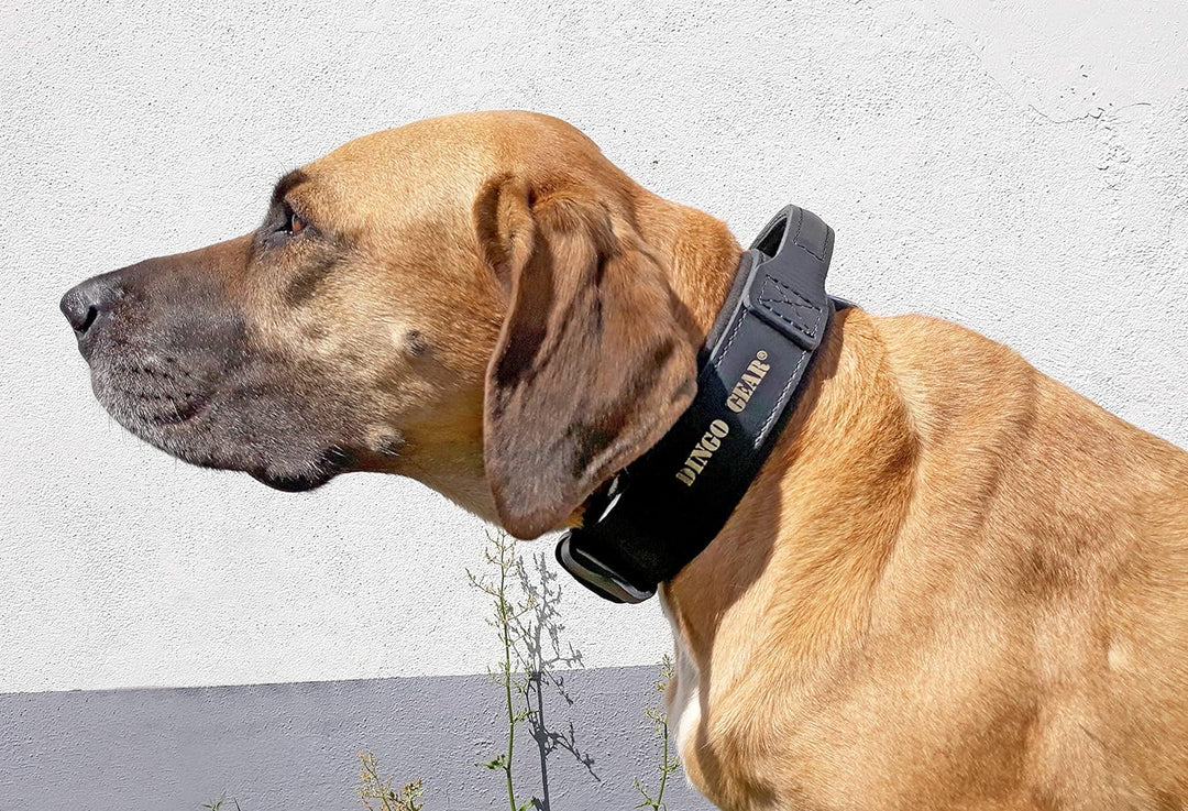 Dingo Gear Lederhalsband für Hund ''Drago'' Amortisiert Schwarz mit Griff Handgefertigt S04020, 40-4