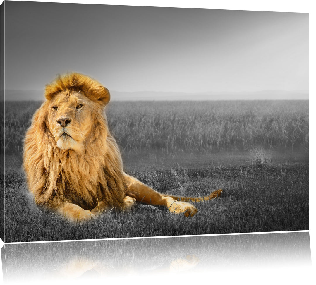 Pixxprint Majestätischer Löwe als Leinwandbild | Grösse: 100x70 cm | Wandbild| Kunstdruck | fertig b