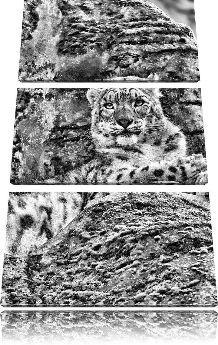 Pixxprint Schneeleopard auf Stein als Leinwandbild/Grösse: 3 Teilig (120x80) cm/Wandbild/Kunstdruck/