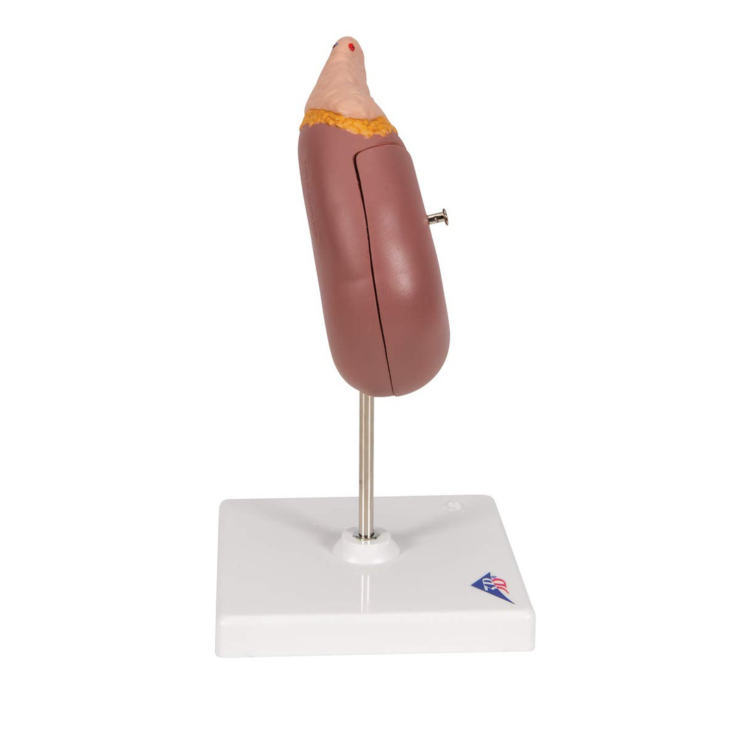 3B Scientific Menschliche Anatomie - Nierenmodell mit Nebenniere + kostenlose Anatomie App - 3B Smar