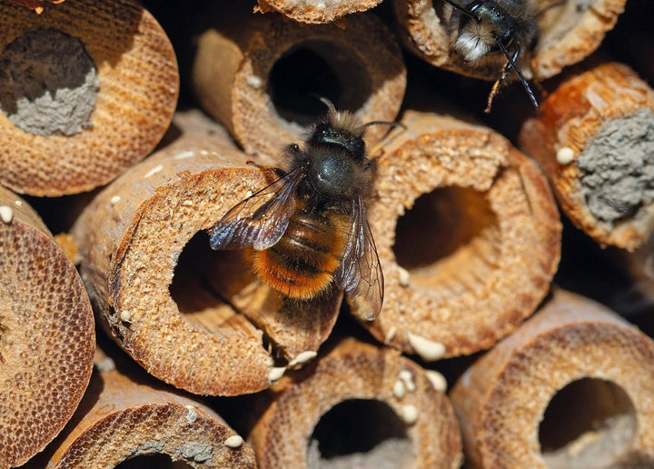 Royal Gardineer Holz-Insektenhotel: 2er-Set Insektenhotels Flip mit Erdspiess, 160 cm (auf Holzstab,