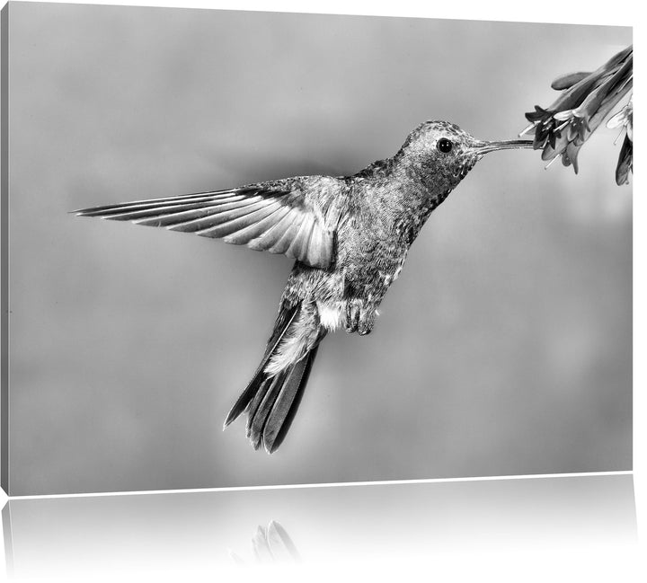 Pixxprint Bunter Kolibri als Leinwandbild/Grösse: 100x70 cm/Wandbild/Kunstdruck/fertig bespannt, 100