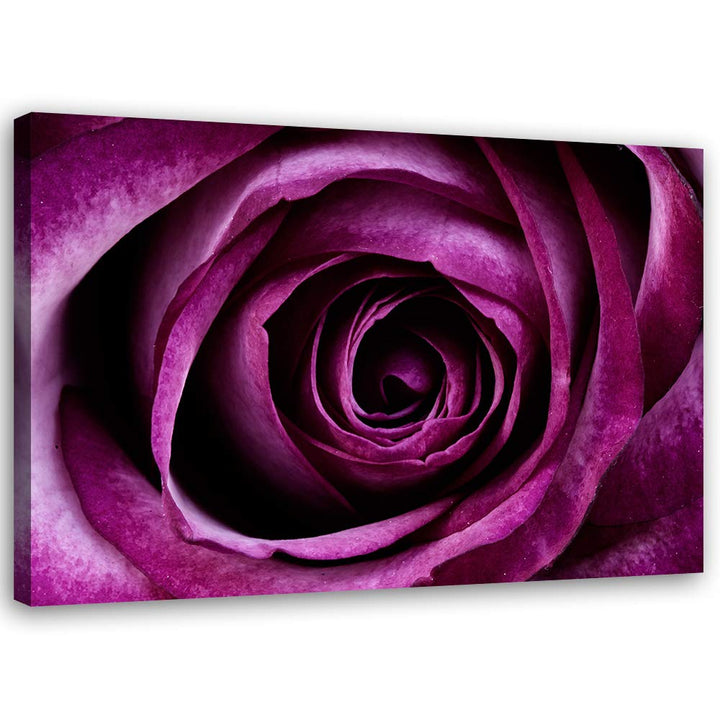 Feeby Wandbilder Blumen Violett Rosen XXL 90x60 cm 1Teilig Wohnzimmer Schlafzimmer Bilder Bild auf L