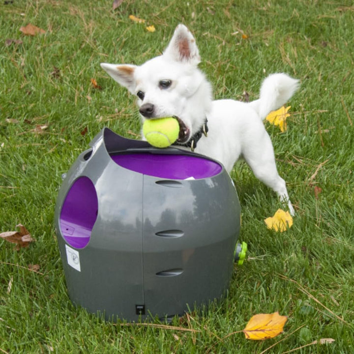 PetSafe Automatisches Hundespielzeug, interaktiver Tennisballwerfer für Hunde, wasserdicht, 1 Stück