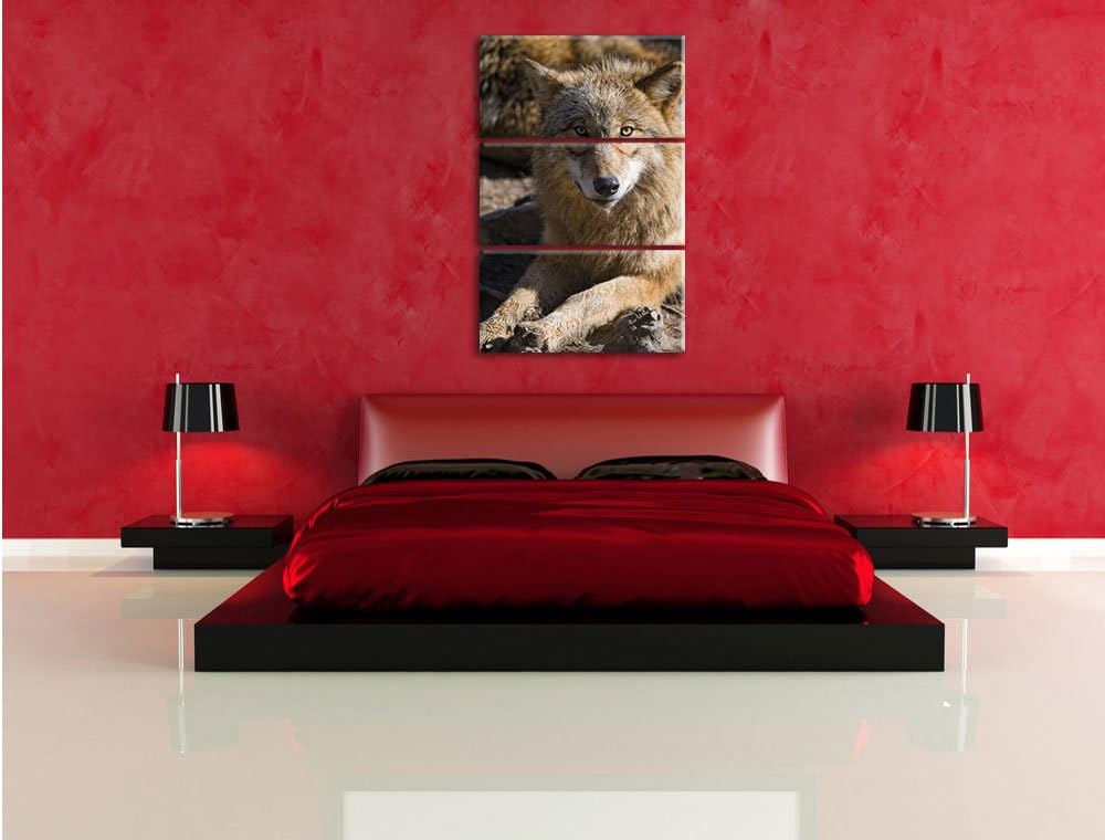 Pixxprint aufschauender Wolf 3-Teiler Leinwandbild 120x80 Bild auf Leinwand