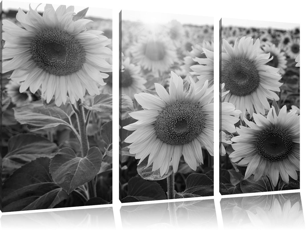 Pixxprint Sonnenblumen auf dem Feld als Leinwandbild | Grösse: 3 Teilig (120x80) | Wandbild| Kunstdr