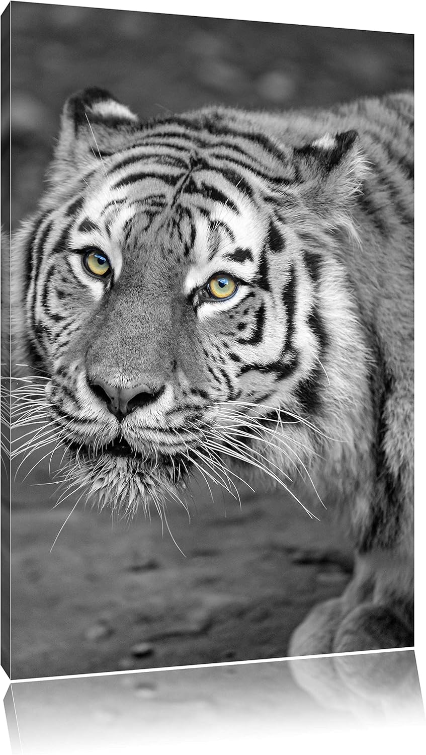 scheuer grosser Tiger schwarz/weiss auf Leinwand, XXL riesige Bilder fertig gerahmt mit Keilrahmen,