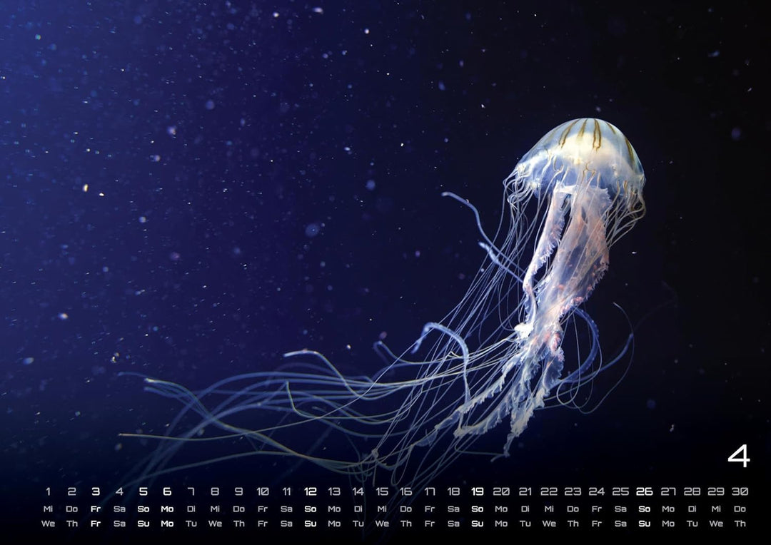 Sealife - verborgene Tiefen - 2026 - Kalender DIN A2: Der Wandkalender mit den schönsten Unterwasser