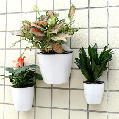 ORIMERC 6er-Set Selbstwässernder Blumentopf Wand hängende Selbstbewässerungstöpfe Küche Kräutertopf