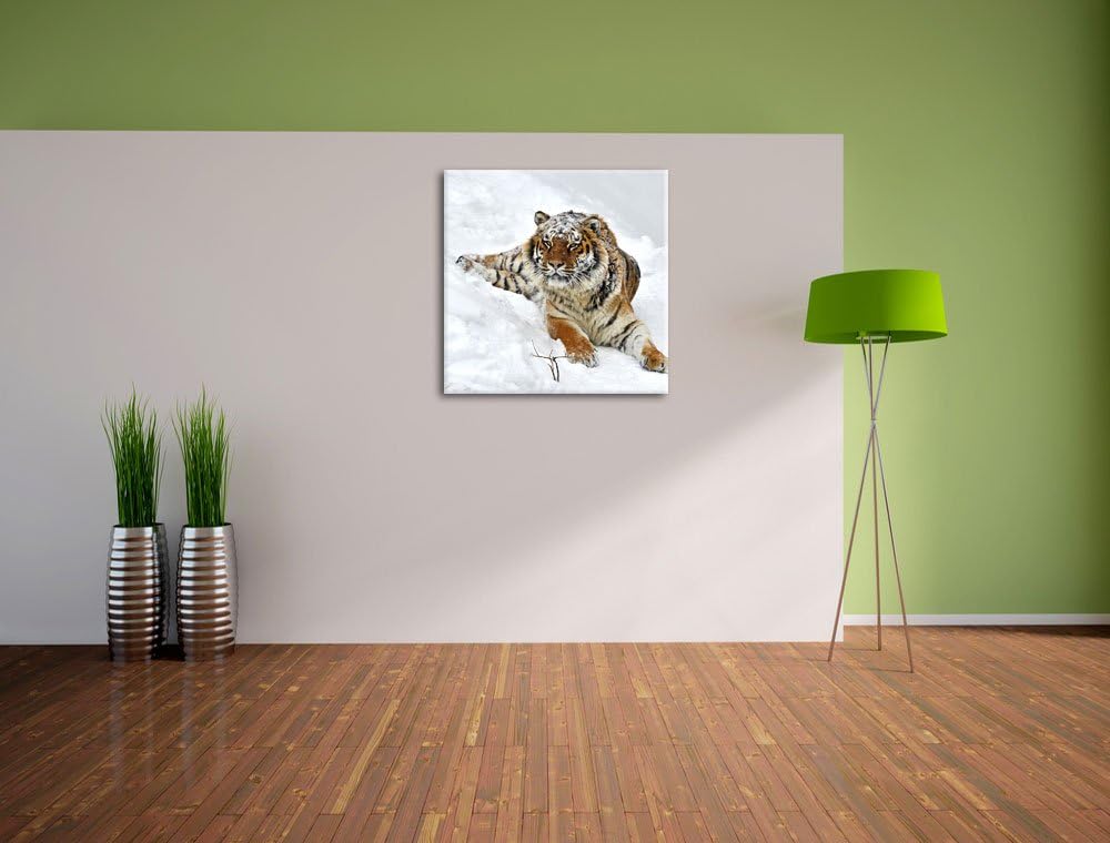 Amur Tiger im Schnee, Format: 70x70 auf Leinwand, XXL riesige Bilder fertig gerahmt mit Keilrahmen,