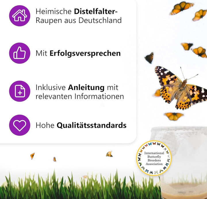 Raupenbecher - Raupen-Nachfüllset - 4 Raupenbecher (Je ca. 7 Raupen) | Ideale Ergänzung zum Schmette