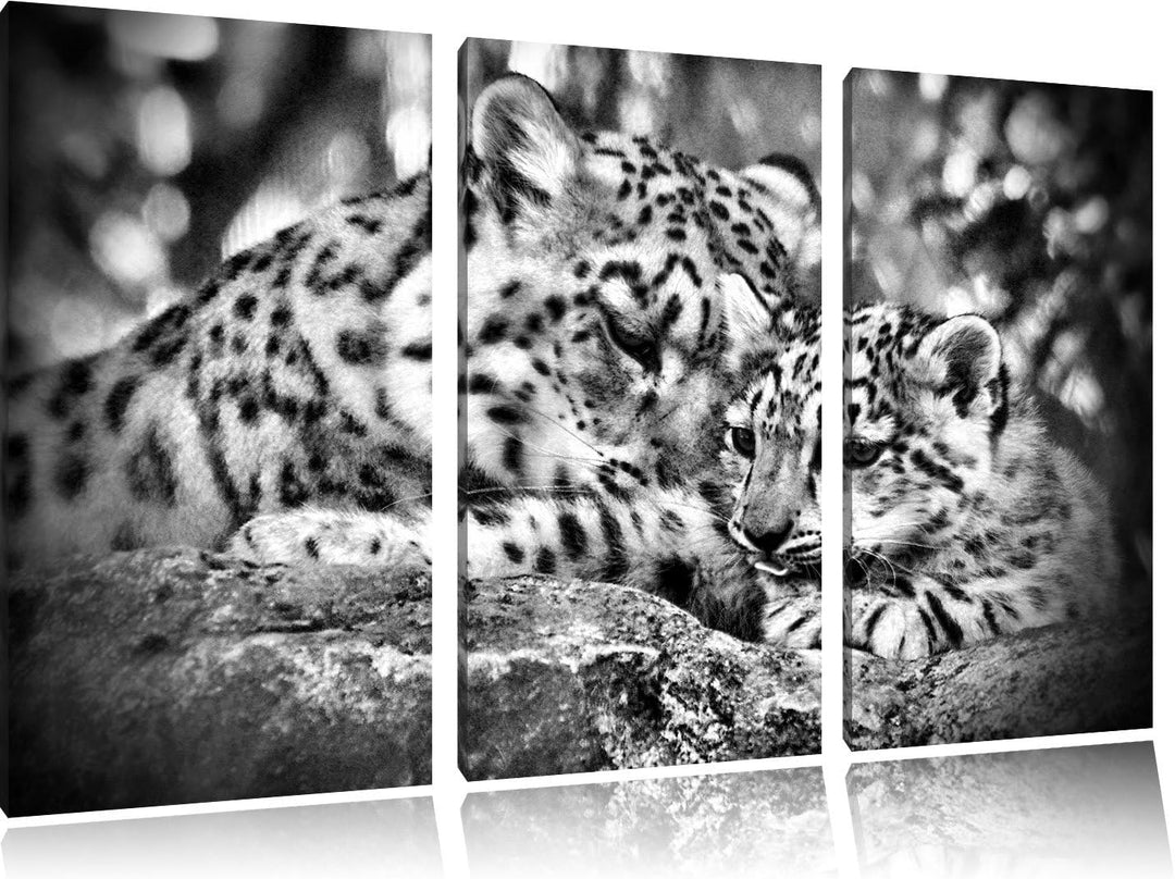 Pixxprint Leopard mit Jungtier als Leinwandbild/Grösse: 3 Teilig (120x80) / Wandbild/Kunstdruck/fert