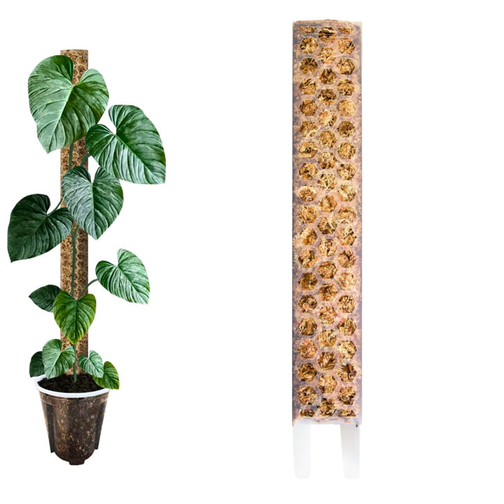 Nils der Pflanzenfreund® Moosstab [PlantScraper] 35 cm (M) / 3 Stück/Matt | Pflanzenstab | Moss Pole