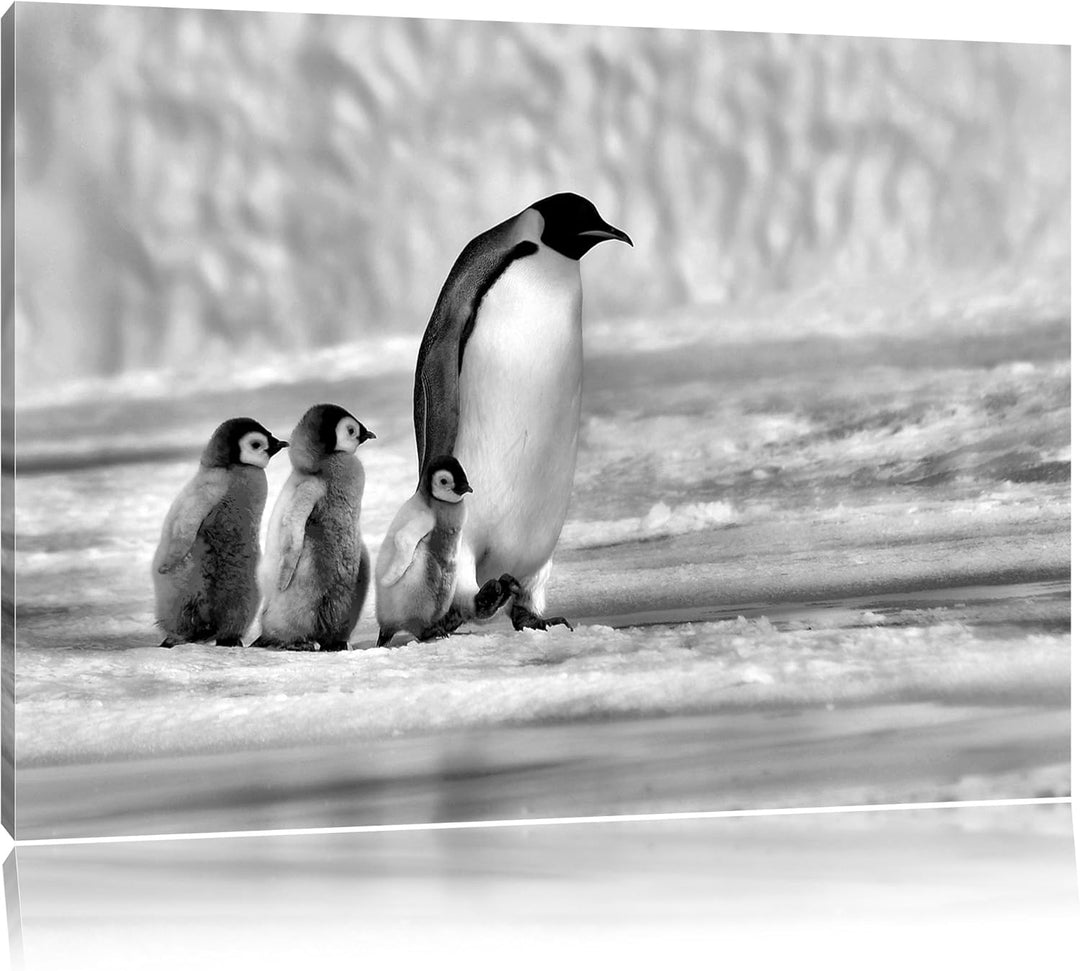 Pixxprint Monocrome, Kaiserpinguine im Schnee, Format: 100x70 auf Leinwand, riesige Bilder fertig ge