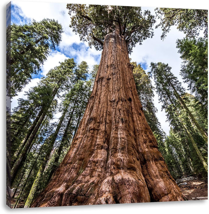 Pixxprint Baum im Regenwald/Format: 70x70cm / Leinwandbild fertig bespannt Wandbild Kunstdruck, 70x7