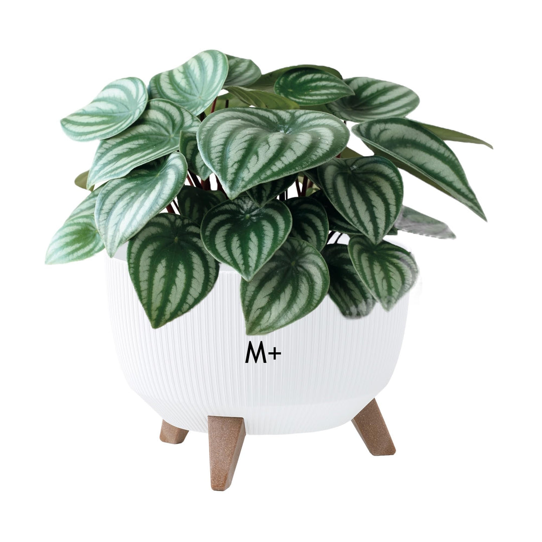 MELTOM Blumentopf Schale mit Füssen Einsatz Kräutertopf Übertopf Pflanzschale Eco Recycled (Weiss, M
