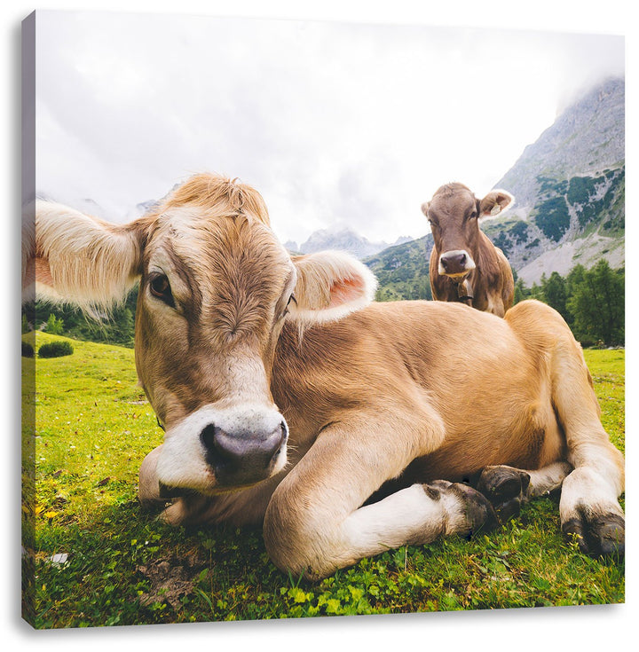 Almkuh in den Bergen, Format: 70x70 auf Leinwand, XXL riesige Bilder fertig gerahmt mit Keilrahmen,