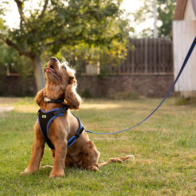 Ferplast Hundegeschirr mittlegrosse Hunde Geschirr Hunde mit Polsterung ERGOCOMFORT M, Halsumfang: 3