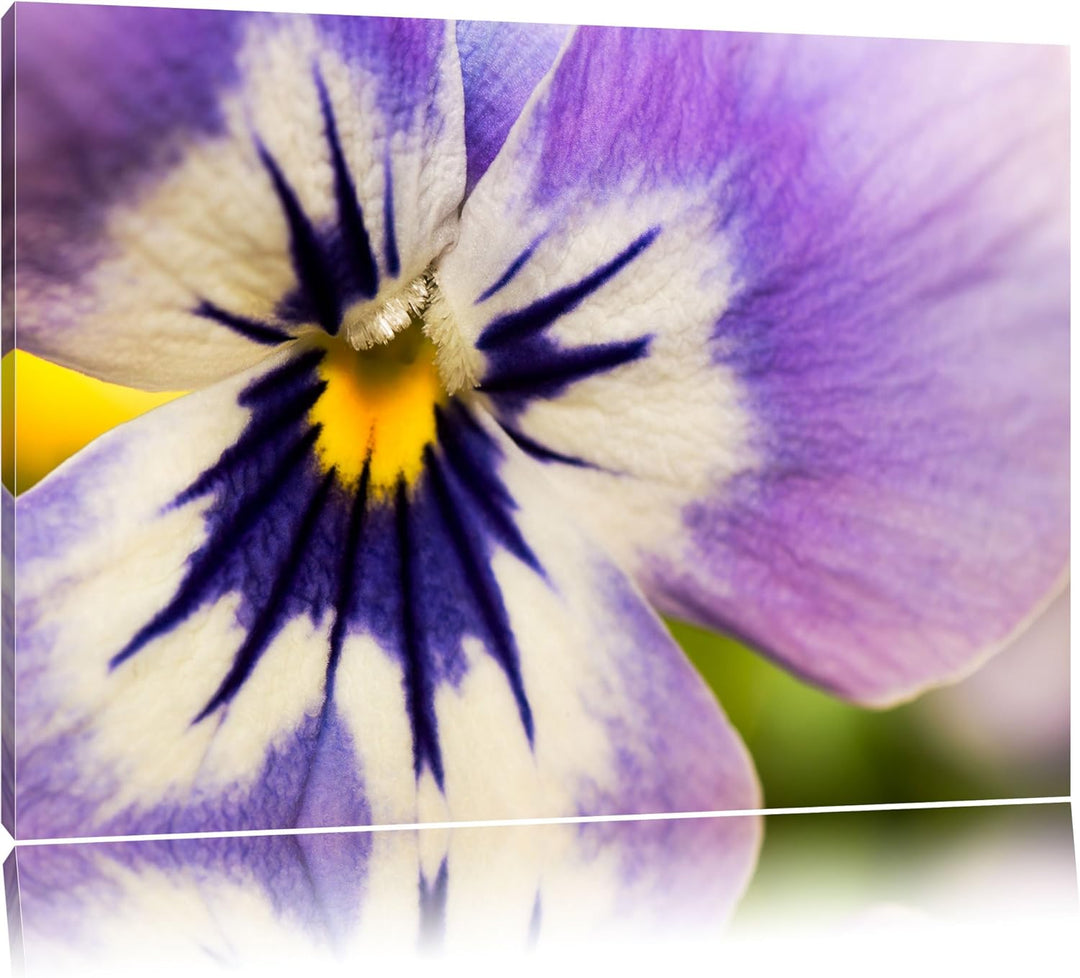 Pixxprint farbenfrohes Stiefmütterchen auf Leinwand, XXL riesige Bilder fertig gerahmt mit Keilrahme