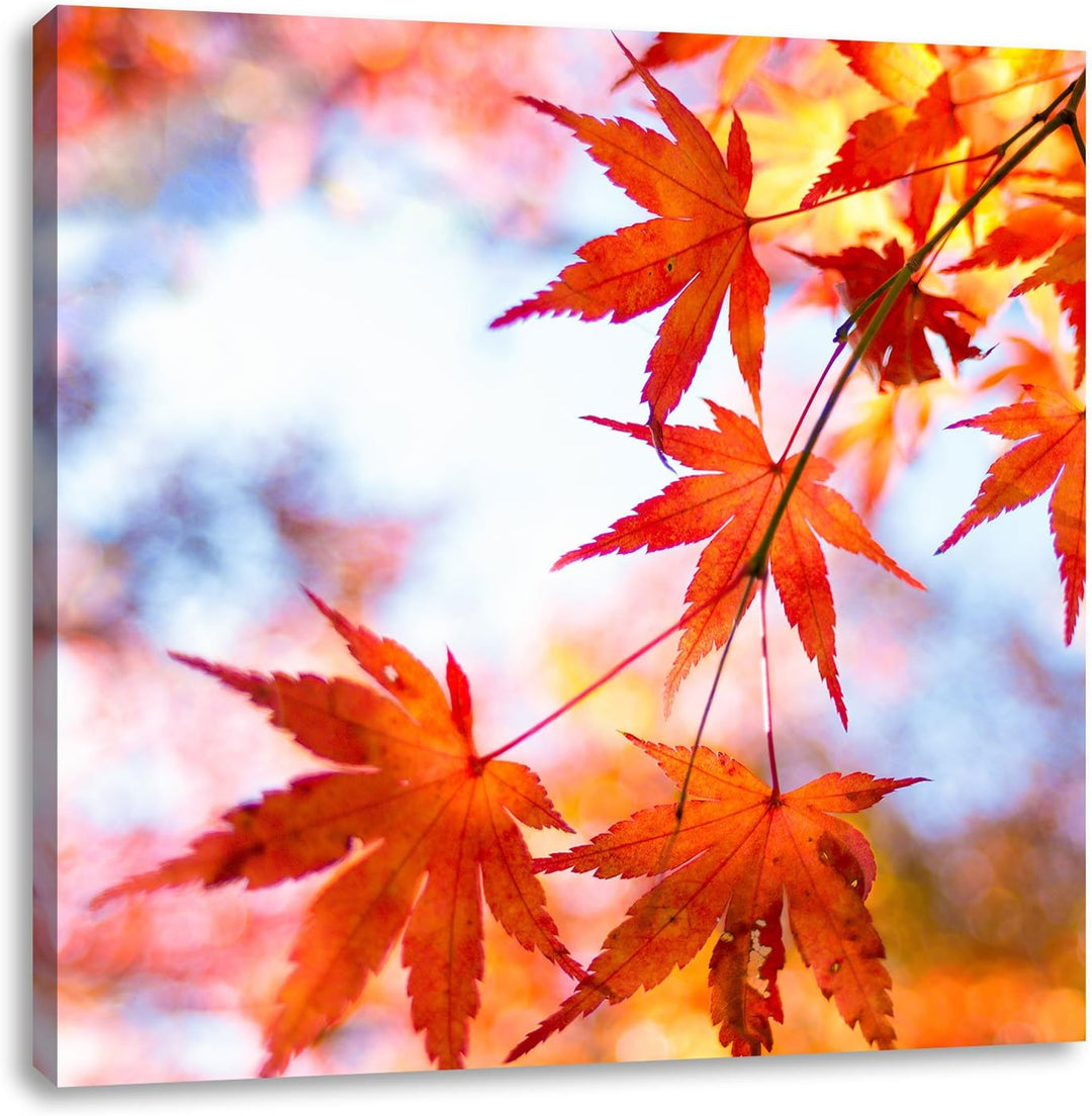 Roter Ahorn im Sonnenlicht, Format: 70x70 auf Leinwand, XXL riesige Bilder fertig gerahmt mit Keilra