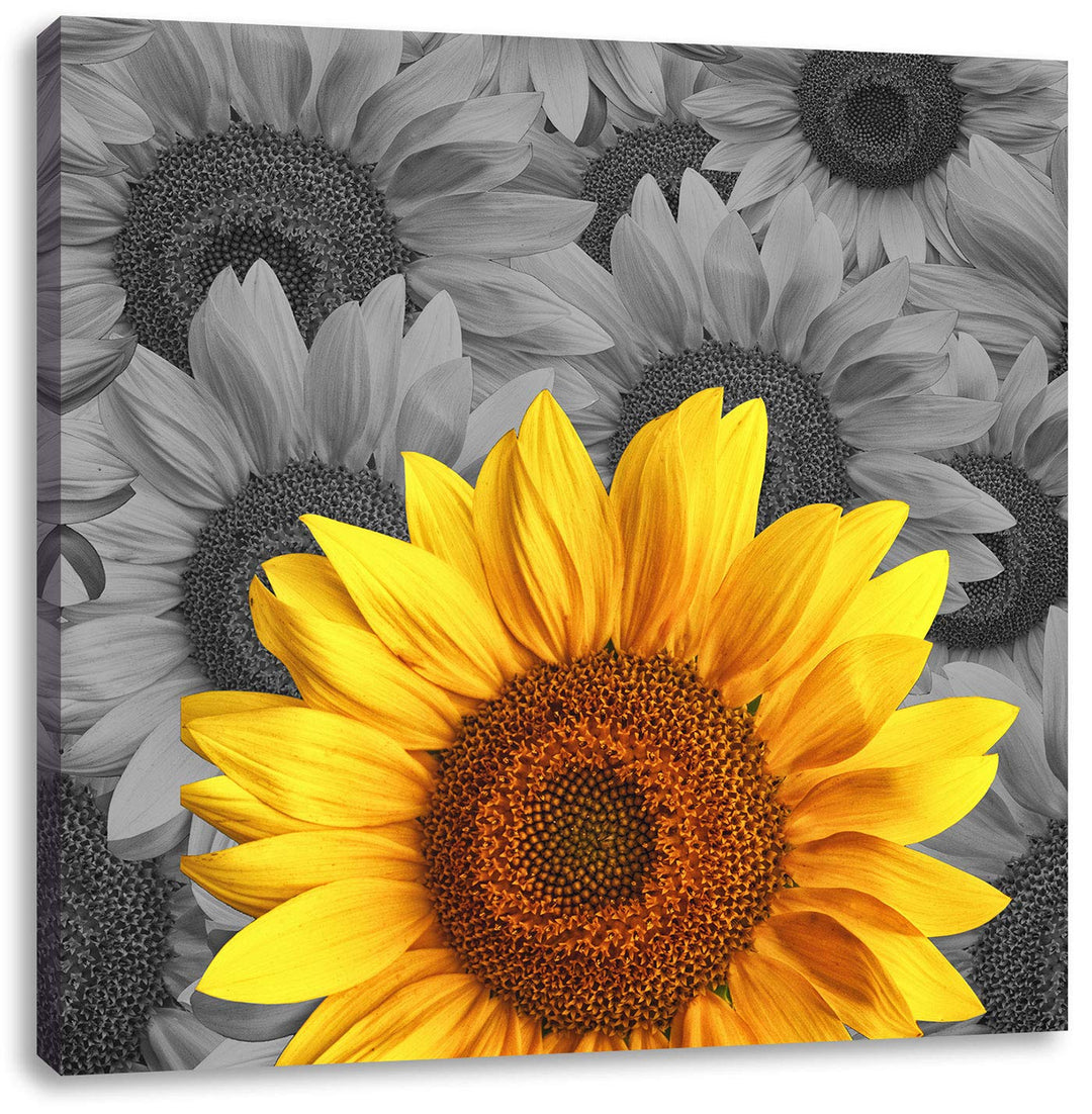 Pixxprint schöne Sonnenblumen als Leinwandbild | Grösse: 70x70 cm | Wandbild | Kunstdruck | fertig b
