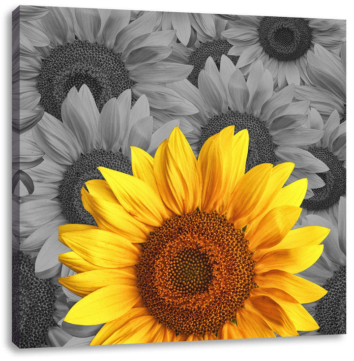 Pixxprint schöne Sonnenblumen als Leinwandbild | Grösse: 70x70 cm | Wandbild | Kunstdruck | fertig b