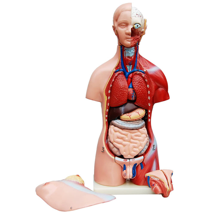 Anatomie Modell Torso 45 cm, Unisex, Detaillierter menschlicher Körper aus PVC mit herausnehmbaren O