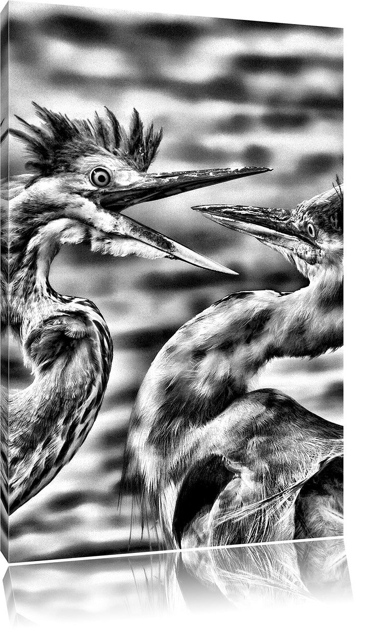Monocrome, Zankende Vögel, Format: 100x70 auf Leinwand, XXL riesige Bilder fertig gerahmt mit Keilra