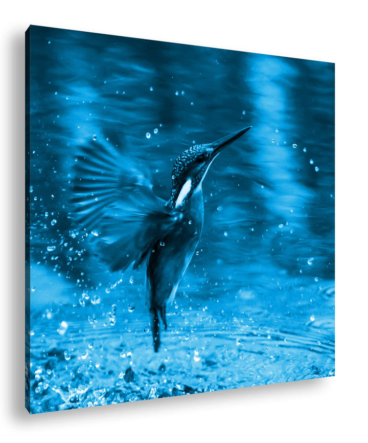 deyoli Fliegender Eisvögel Format: 70x70 Effekt: Monocrome Blau als Leinwandbild, Motiv fertig gerah
