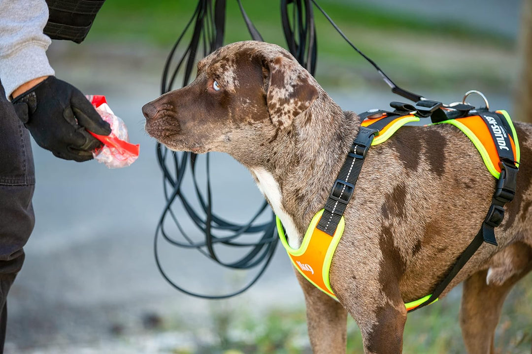 Julius-K9, 19MTR-FOR-XS-AMZ, Mantrailing &amp; Outdoor Hundegeschirr, Grösse: XS, UV orange mit neon Ran