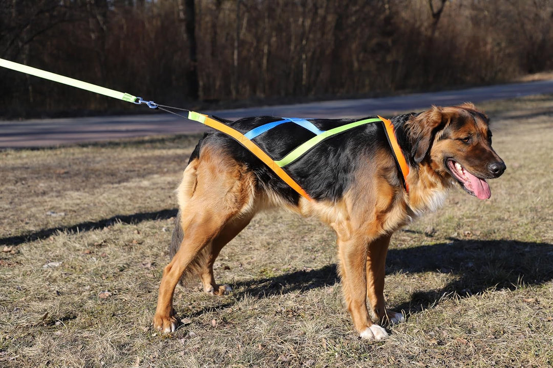 Dingo Hundegeschirre Sled Active Sydney Links Band Farbe Grün Rechts Orange Rücken Blau Canicross Do