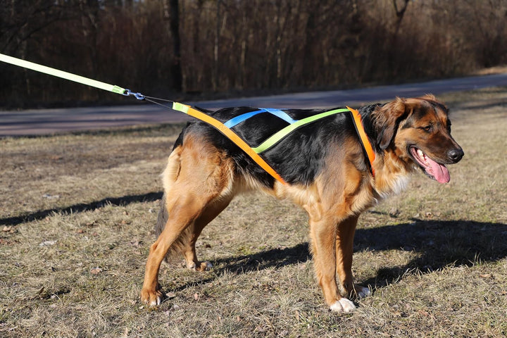 Dingo Hundegeschirre Sled Active Sydney Links Band Farbe Grün Rechts Orange Rücken Blau Canicross Do