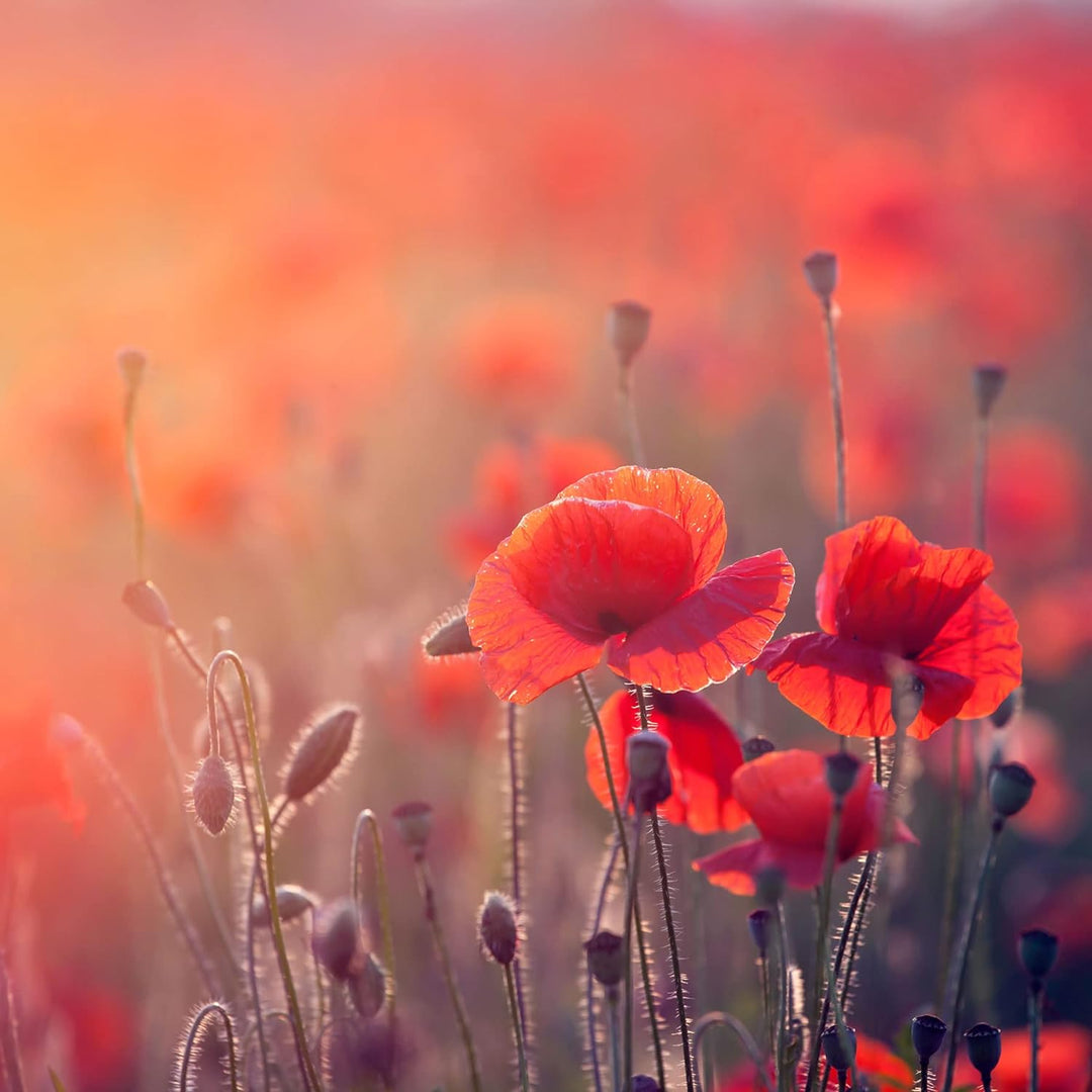 Pixxprint Glasbild | Wandbild auf Echtglas | Mohnblumenfeld | 40x40 cm | inkl. Aufhängung und Abstan